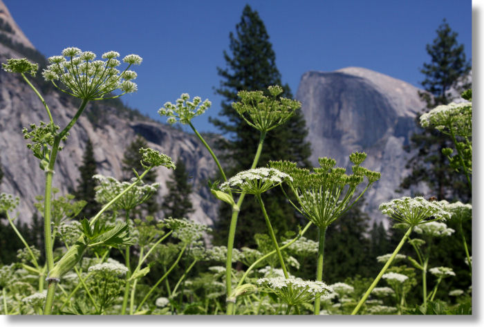 Cow Parsnip (Heracleum lanatum) in Cook's Meadow, with Half Dome in the background