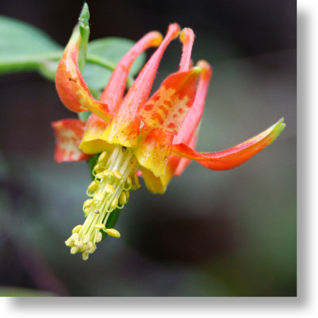 Crimson Columbine Flower with Spotted Petals