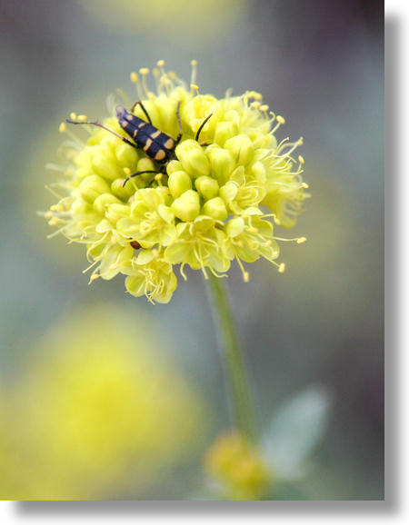 Beetle and Wildflower, Westfall Meadow, Yosemite National Park