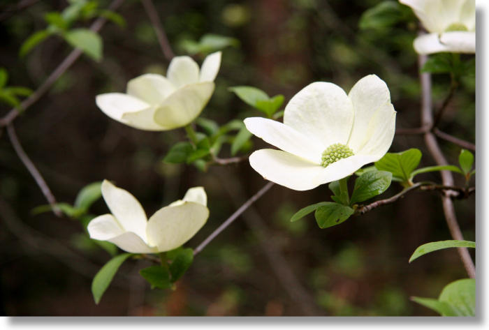 dogwood blooms