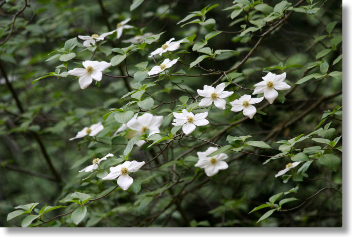 Blooming Mountain Dogwood tree, Lewis Creek trail
