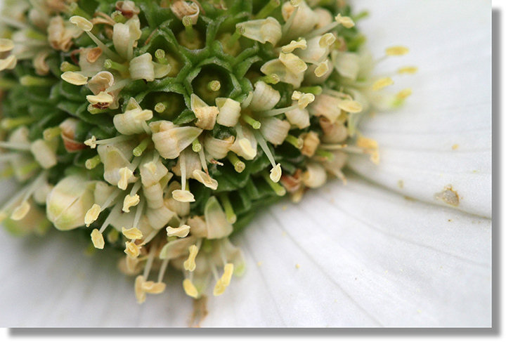 Mountain Dogwood (Cornus nuttallii) flowers closeup