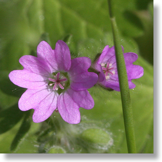 Dove's Foot Geranium (Geranium molle) blooms along Highway 140 outside Yosemite