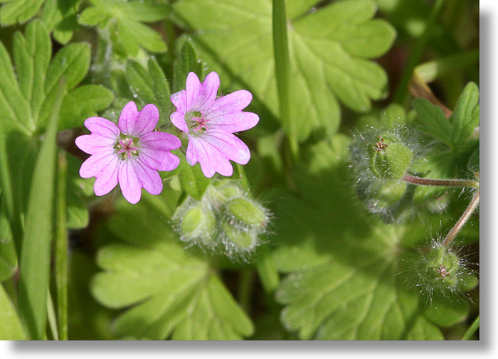 Dove's Foot Geranium (Geranium molle) flowers and leaves in the Merced River Canyon