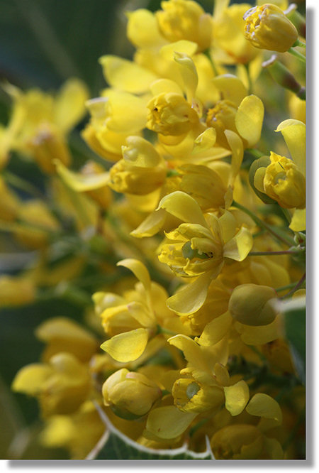 Dwarf Barberry (Berberis aquifolium var. dictyota) flowers