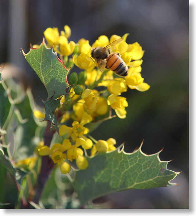 Dwarf Barberry (Berberis aquifolium var. dictyota) flowers and honeybee