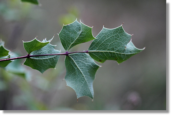Dwarf Barberry (Berberis aquifolium var. dictyota) leaves