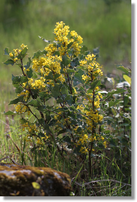 Dwarf Barberry (Berberis aquifolium var. dictyota) plant blooming in the Sierra foothills