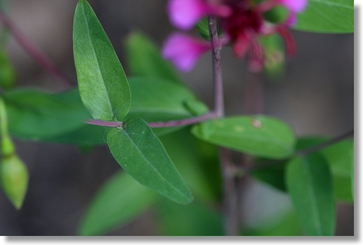 Elegant Clarkia (Clarkia unguiculata) leaves