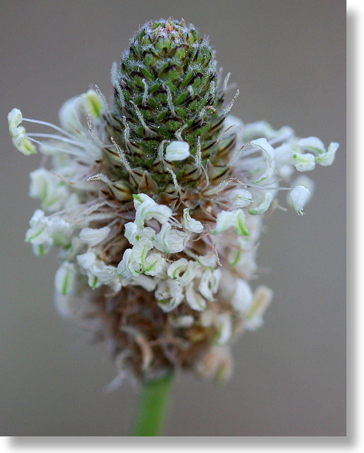 English Plantain Flower Closeup