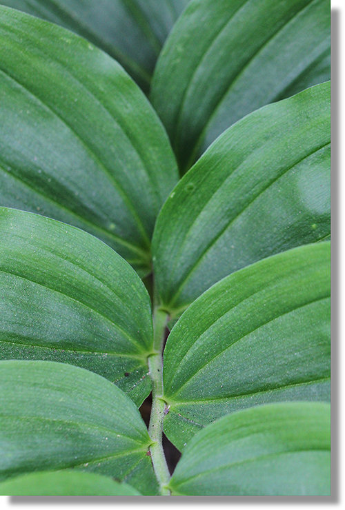 False Solomon's Seal (Maianthemum racemosa) leaves