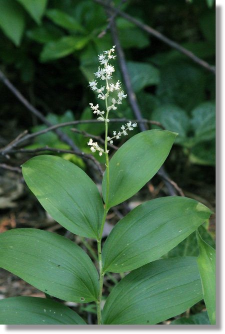 False Solomon's Seal (Maianthemum racemosa) flowers and leaves