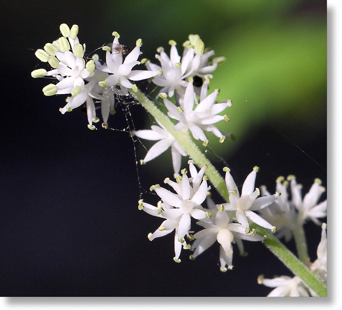 False Solomon's Seal (Maianthemum racemosa) flowers