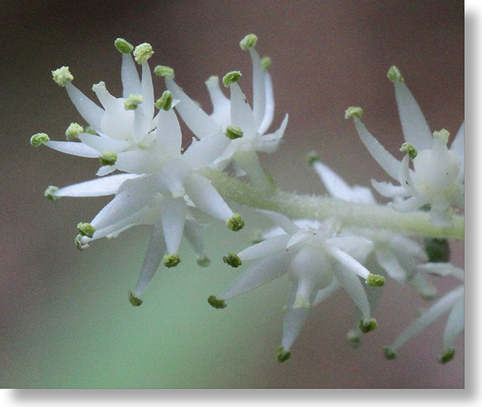 False Solomon's Seal (Maianthemum racemosa) flowers