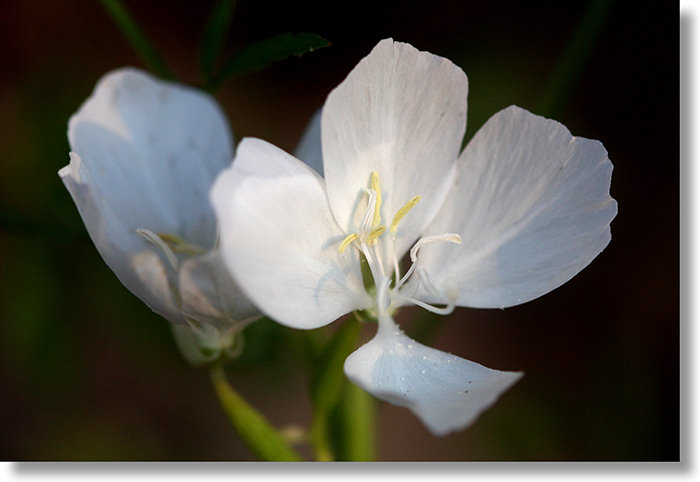 Albino Farewell to Spring (Clarkia dudleyana) flowers