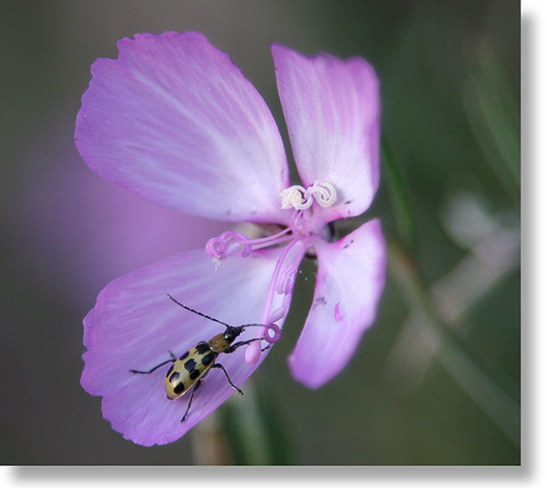 Farewell to Spring bloom, profile view, with spotted bug