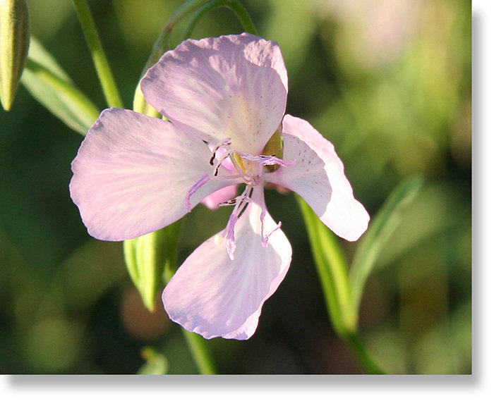 Farewell to Spring flower blooming in the sun in Wawona Meadow