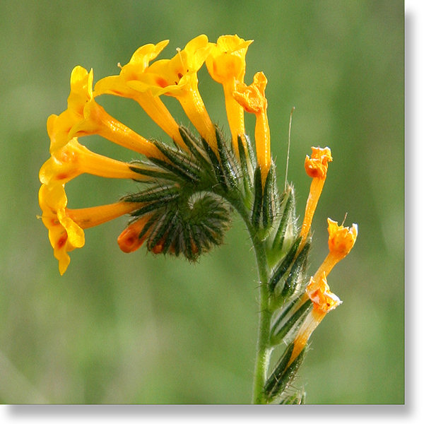 Fiddleneck (Amsinckia menziesii) flower in bloom