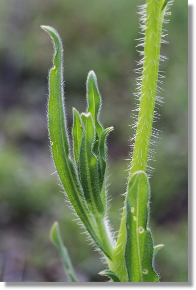 Fiddleneck (Amsinckia menziesii) leaves