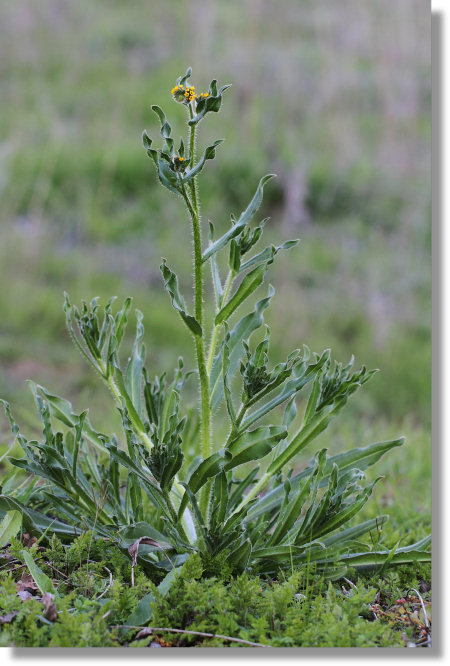 Fiddleneck (Amsinckia menziesii)