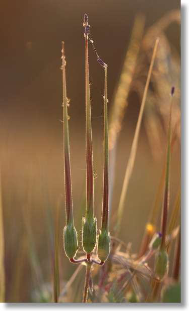 Long-Beaked Filaree (Erodium botrys) immature fruit