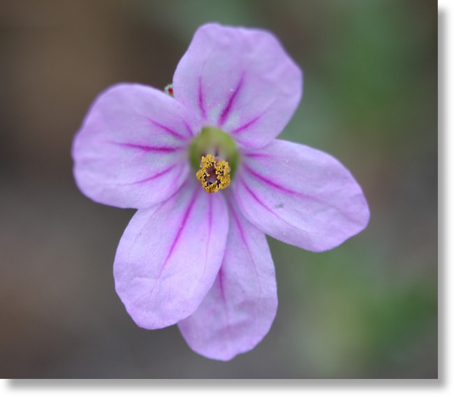Long-Beaked Filaree (Erodium botrys) flower