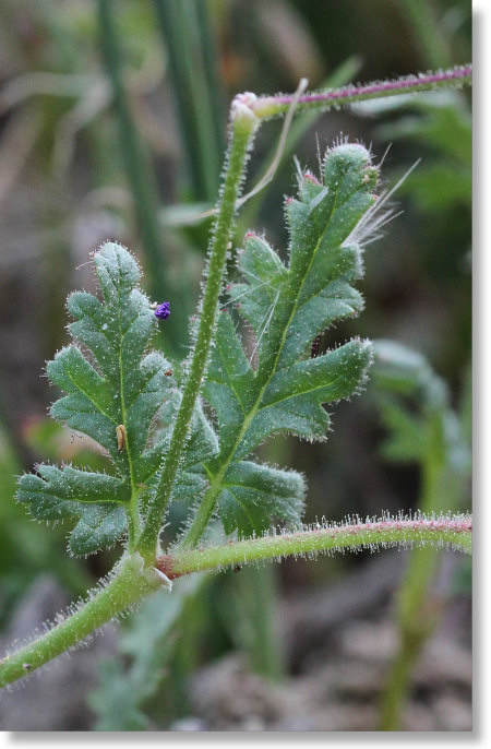 Long-Beaked Filaree (Erodium botrys) Leaves