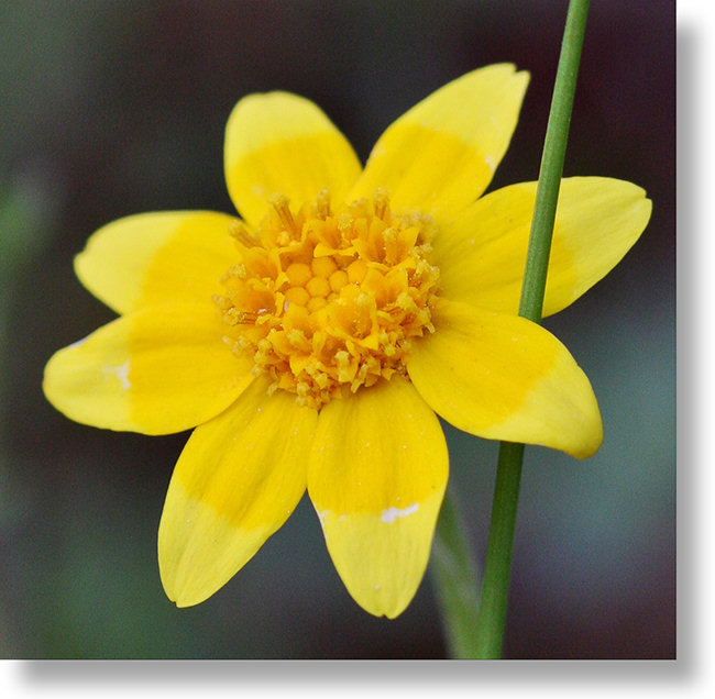 Foothill Sunburst (Pseudobahia heermannii) flower closeup