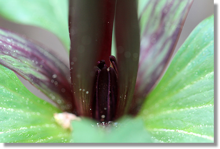Narrow-Petaled Trillium (Trillium angustipetalum) flower stamens