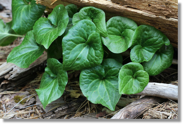 Yosemite Wildflowers Hartweg's Wild Ginger (Asarum hartwegii)