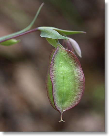 Fruit of the Globe Lily (Calochortus albus) flower