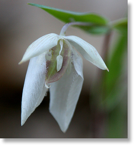 Inner view of a Globe Lily flower