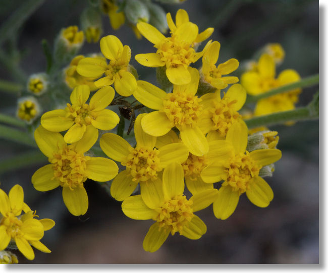 Golden Yarrow (Eriophyllum confertiflorum) flowers