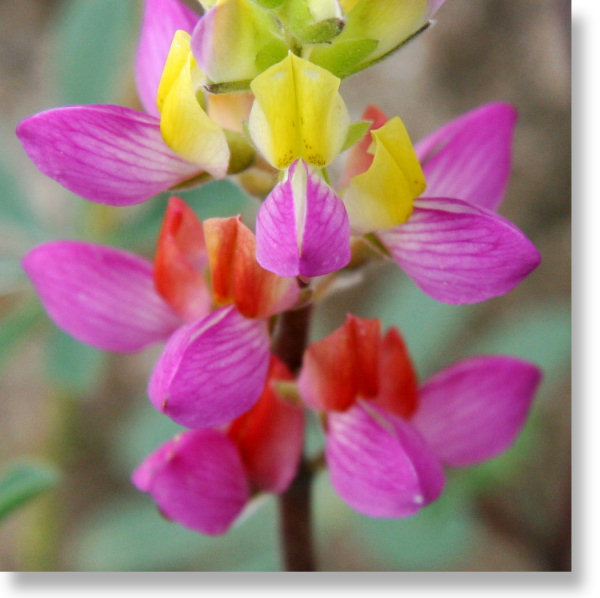 harlequin lupine