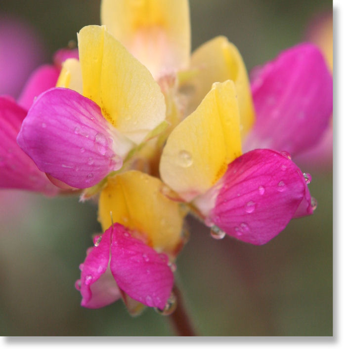 harlequin lupine closeup view
