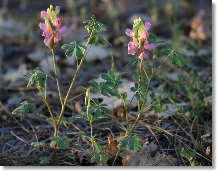 Harlequin Lupine (Lupinus  stiversii) plants in bloom