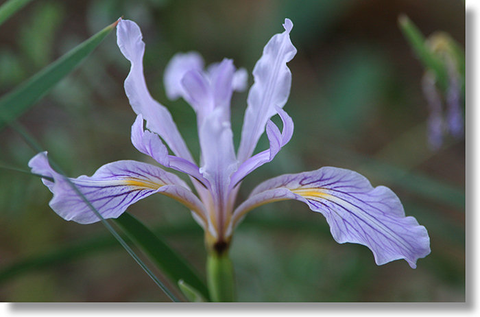 Hartweg's Iris flower in bloom near Bass Lake
