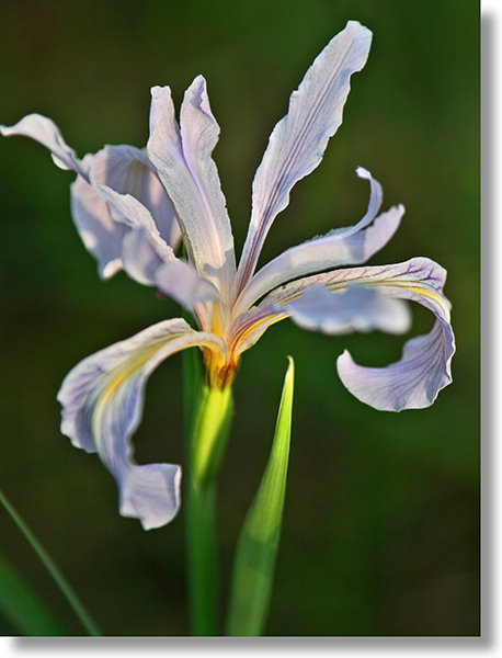 Hartweg's Iris flower at sunset