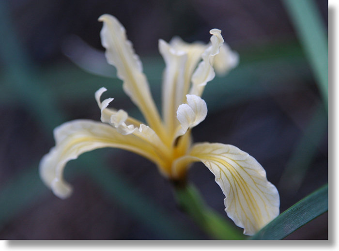 Yellow variety of Hartweg's Iris flower