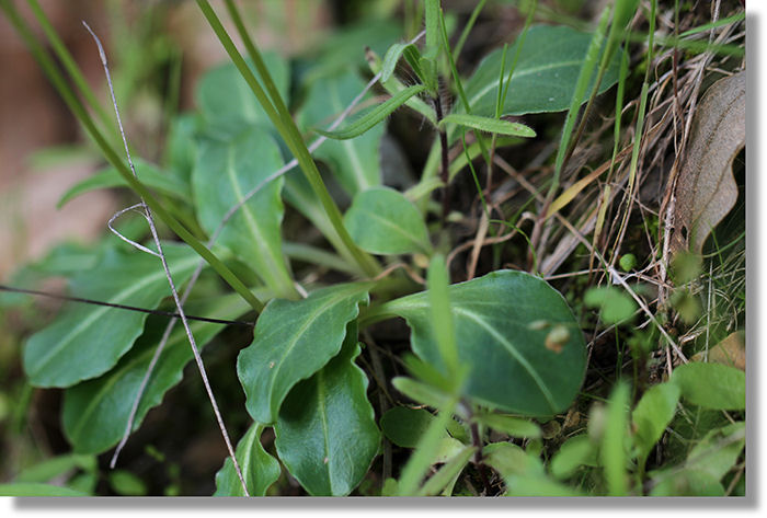 Henderson's Shooting Star (Primula hendersonii) Leaves