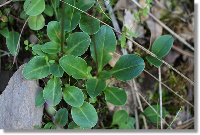 Henderson's Shooting Star (Primula hendersonii) Leaves