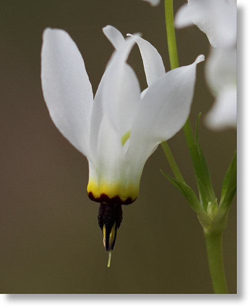 White-flowered variation of Henderson's Shooting Star (Primula hendersonii)