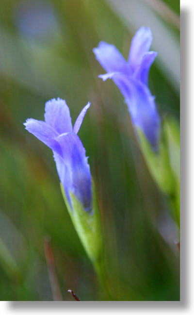 Closeup of Hiker's Gentian, Westfall Meadows, July 2007