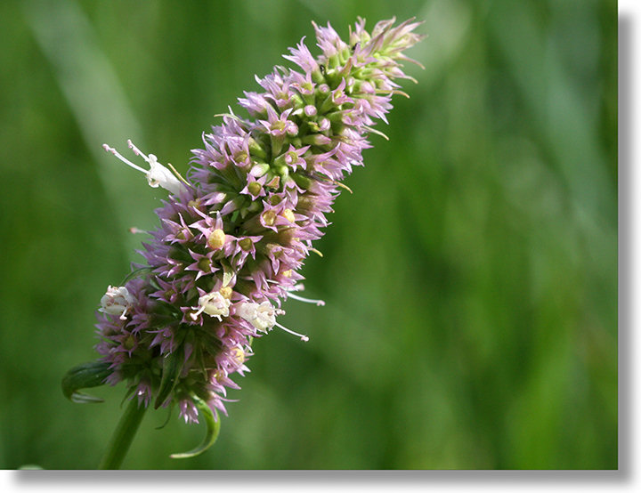 Horsemint (Agastache urticifolia) bloom in Sentinel Meadow, Yosemite Park