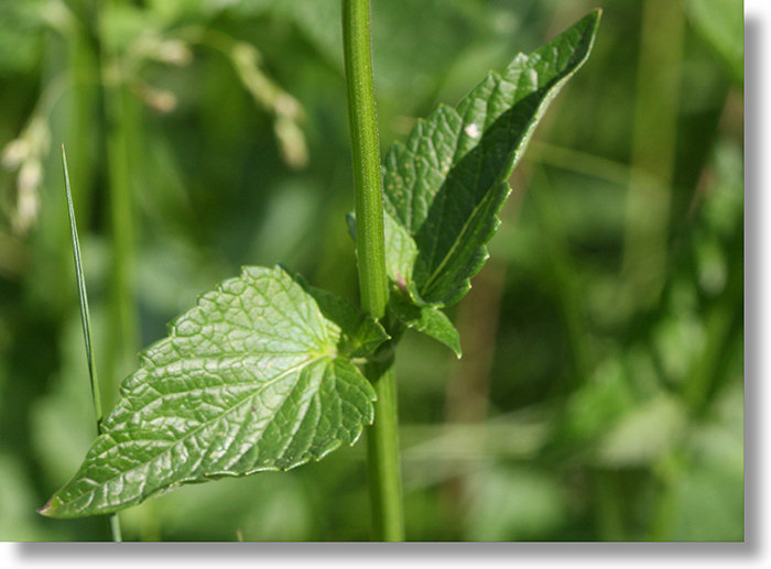 Horsemint (Agastache urticifolia) leaves in Sentinel Meadow, Yosemite Valley