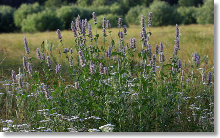 Cluster of Horsemint (Agastache urticifolia) plants blooming in Wawona Meadow, Yosemite