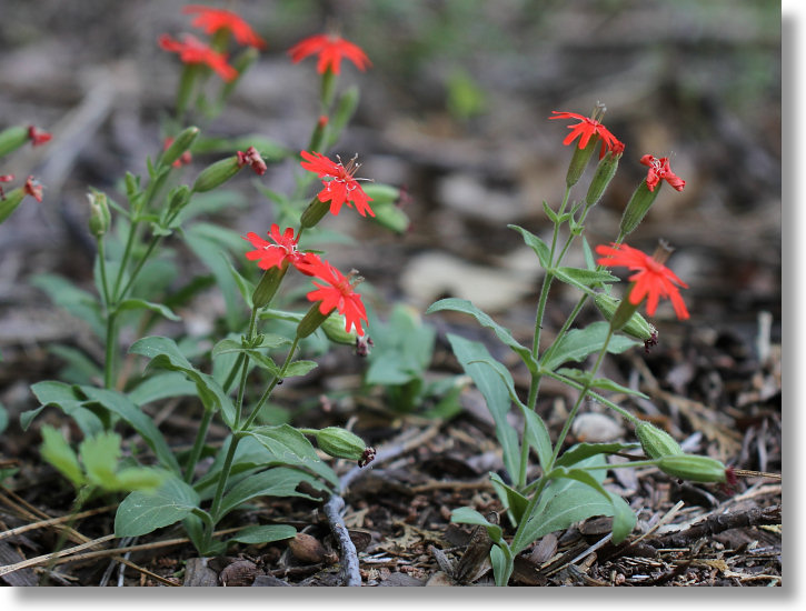 Indian Pink (Silene laciniata ssp. californica)