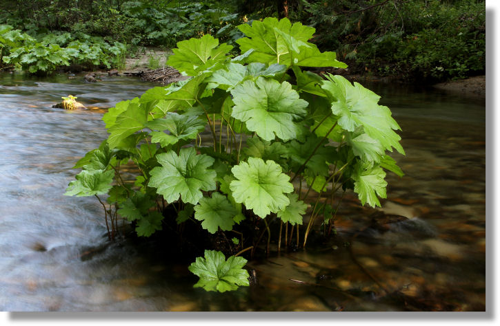 Indian Rhubarb (Darmera peltata) leaves