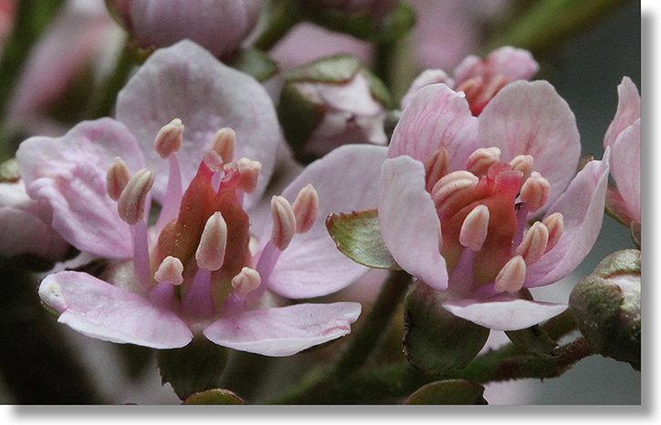 Indian Rhubarb (Darmera peltata) flowers