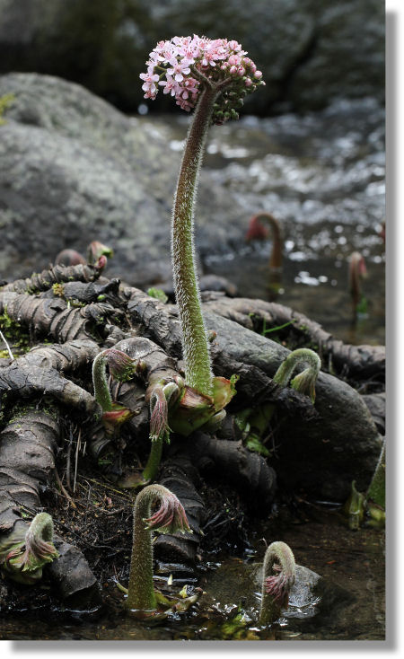 Indian Rhubarb (Darmera peltata) rhizomes